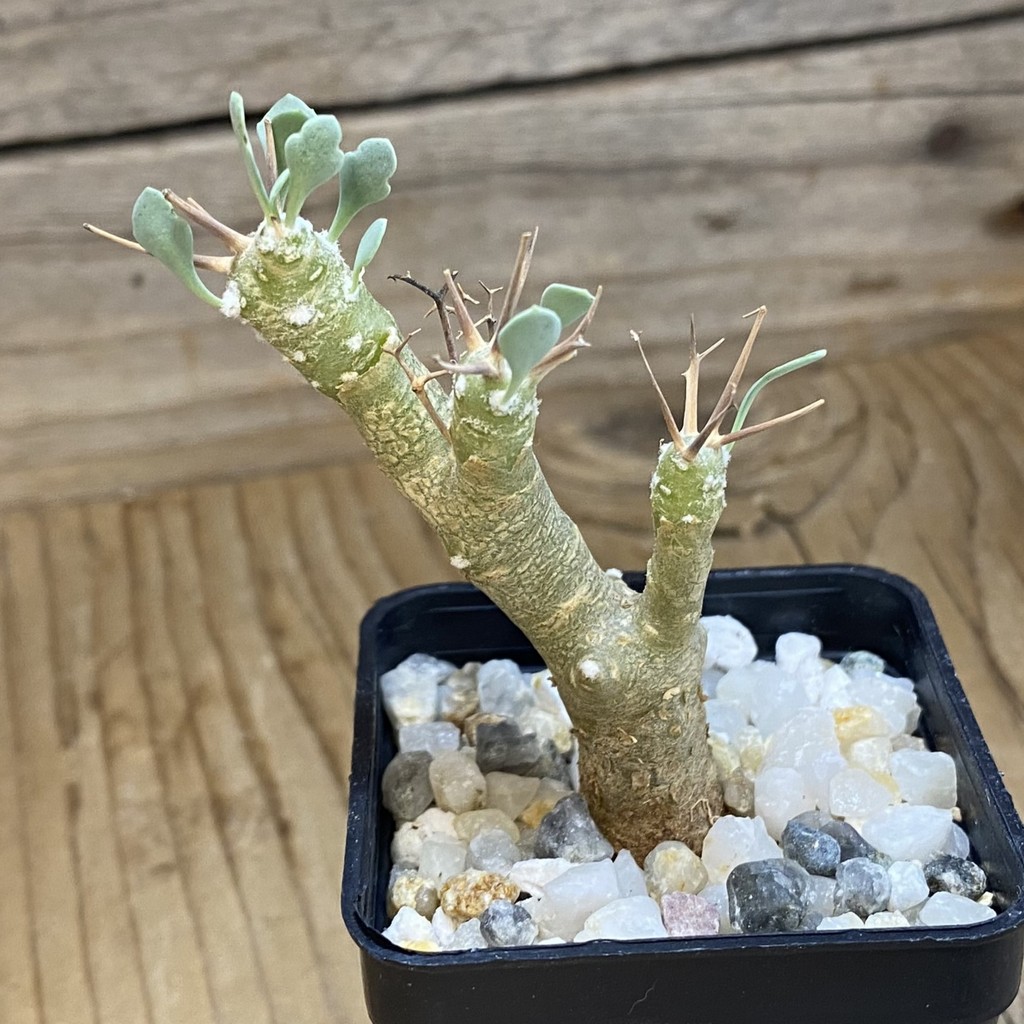SH37670 Othonna euphorbioides - Image 2
