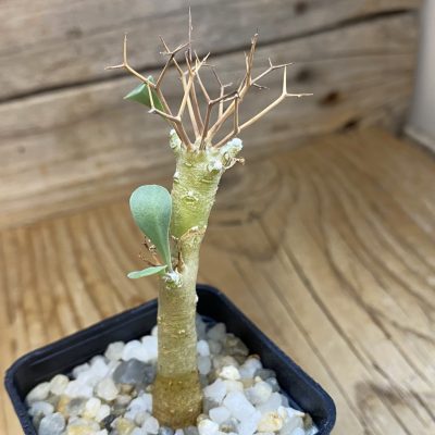 SH37671 Othonna euphorbioides