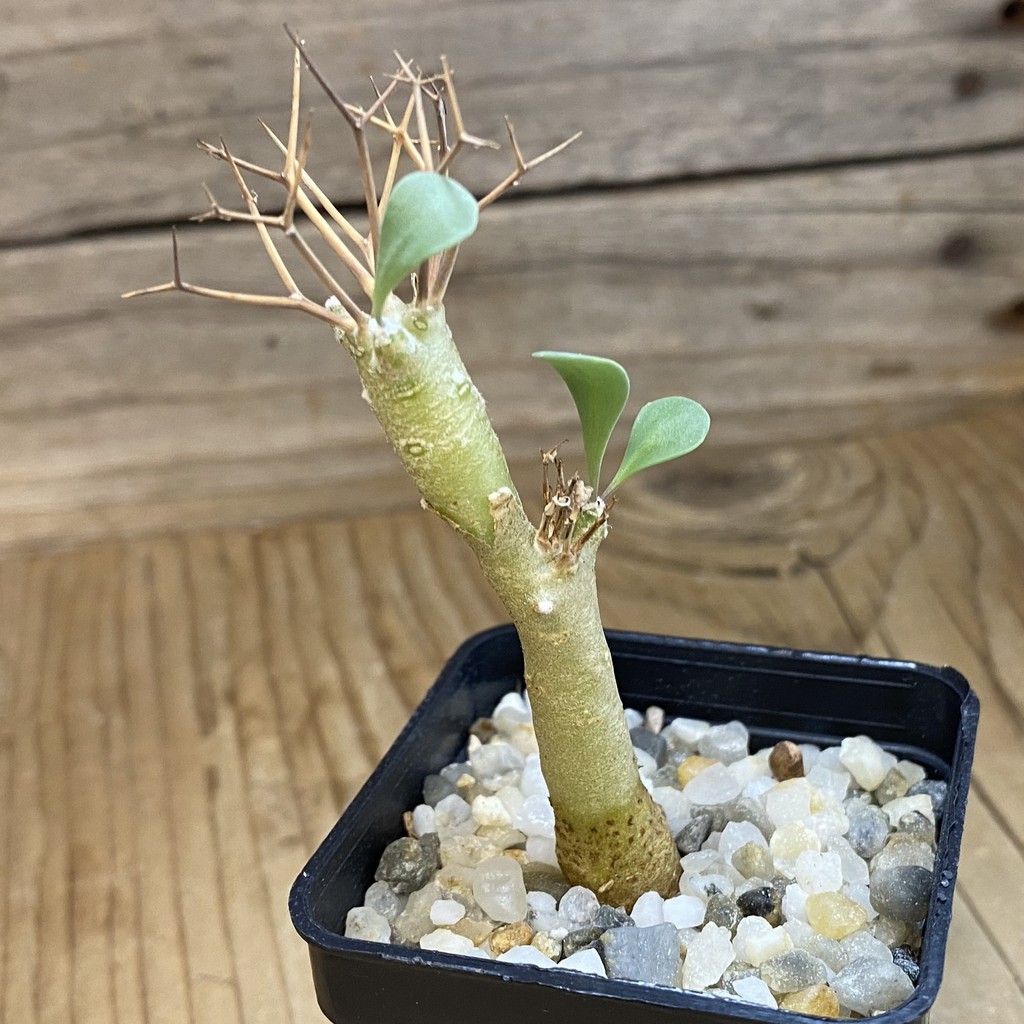 SH37671 Othonna euphorbioides - Image 2