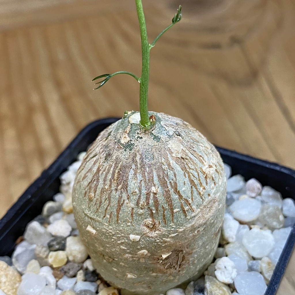 SH37673 Adenia kirkii