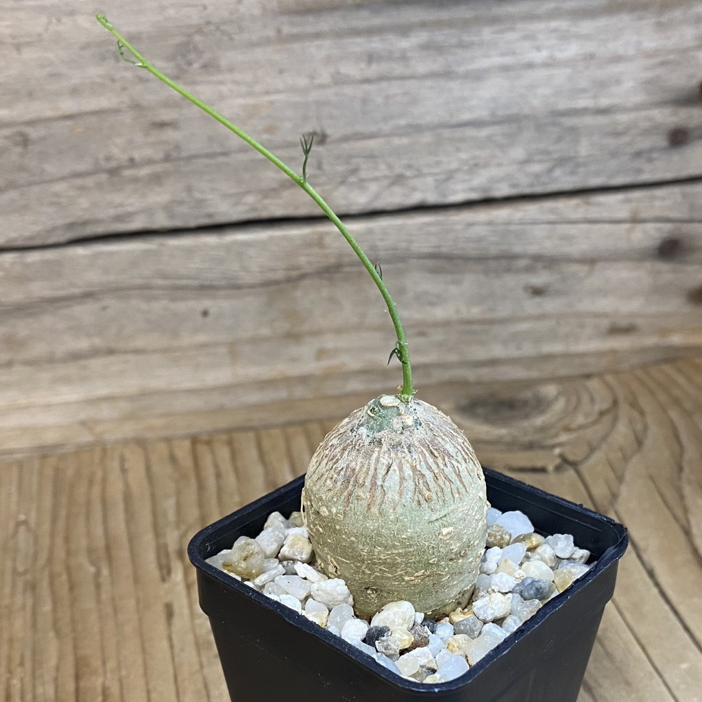 SH37673 Adenia kirkii - Image 2