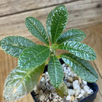 SH37674 Dorstenia gigas