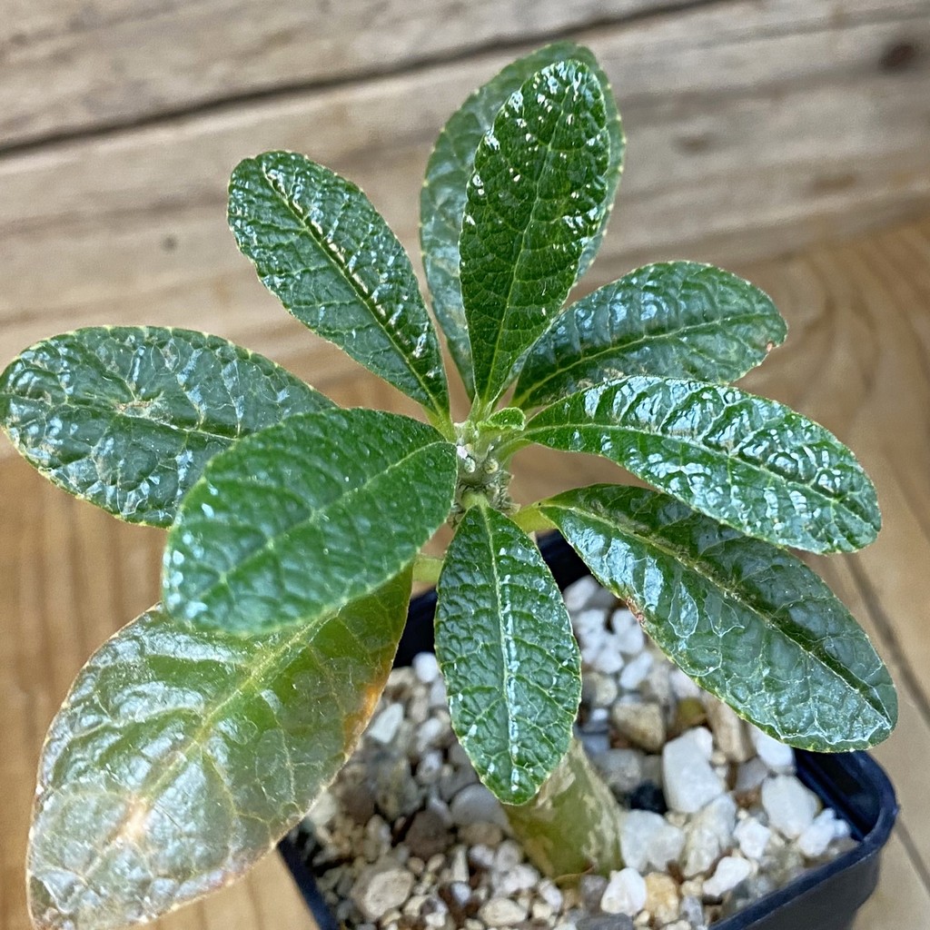 SH37674 Dorstenia gigas