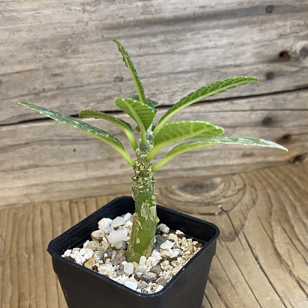 SH37674 Dorstenia gigas - Image 2