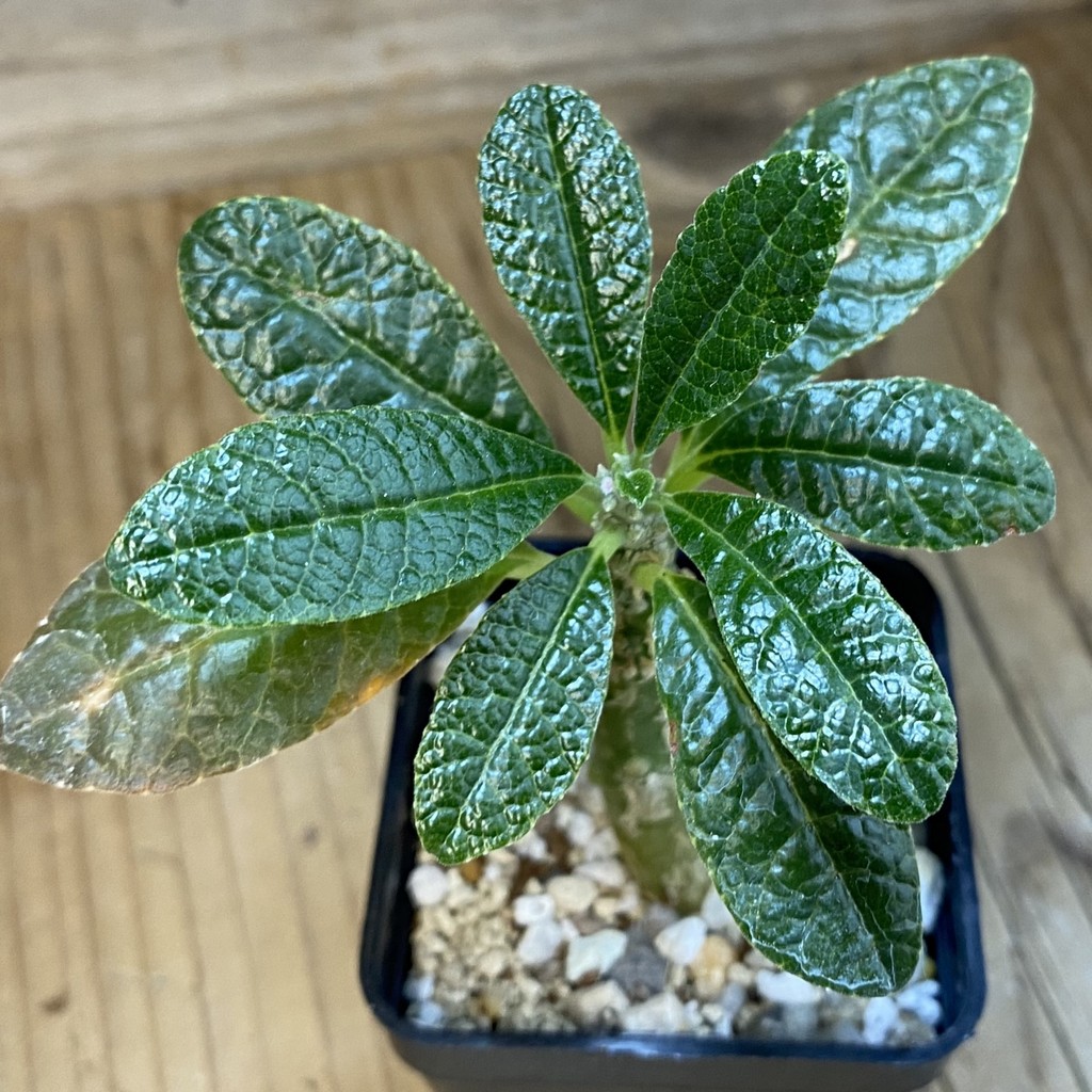 SH37674 Dorstenia gigas - Image 3