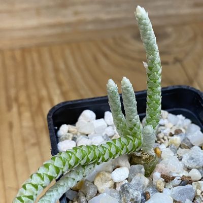 SH37675 Avonia vespertina 04/25