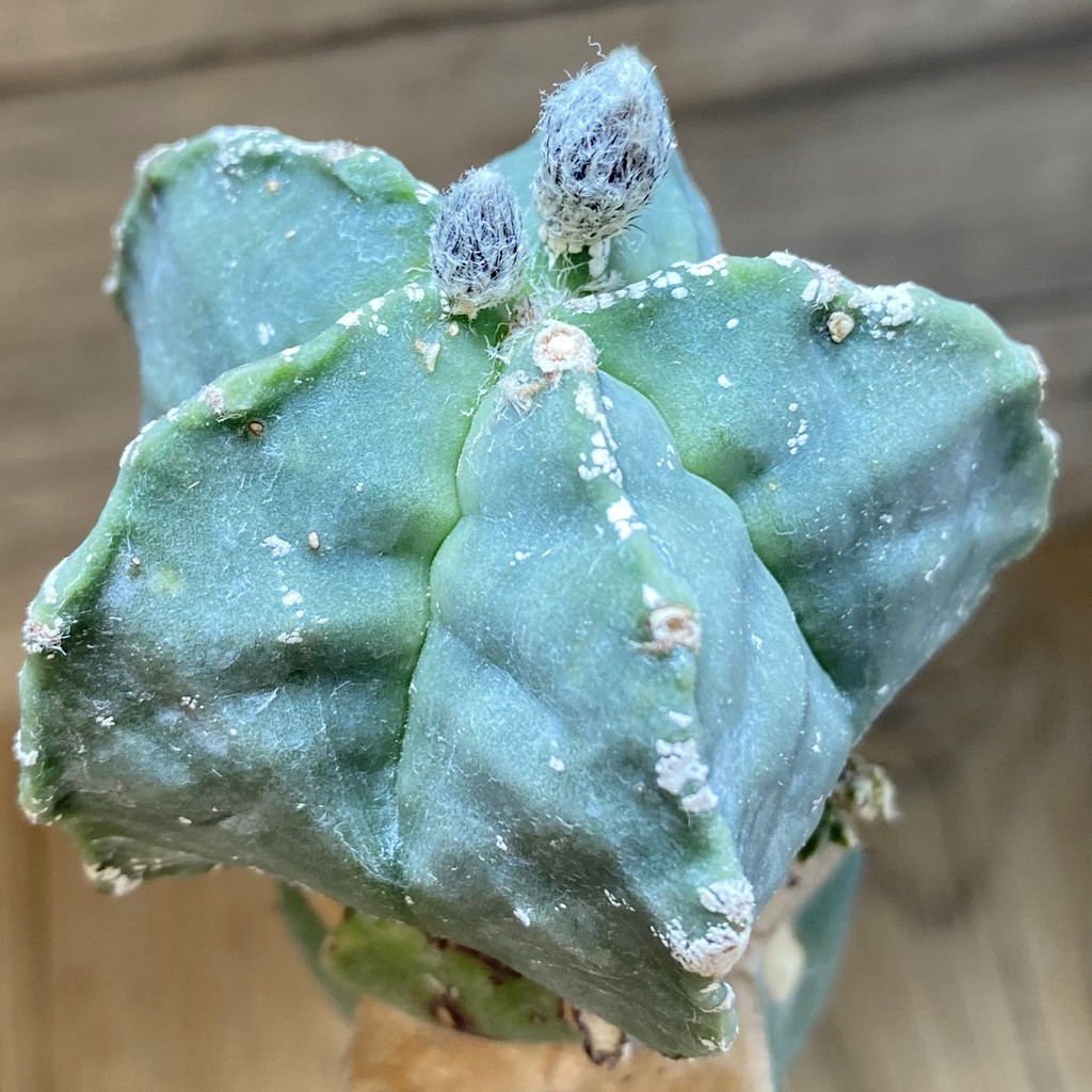SH37799 Astrophytum myriostigma 'Kikko', grafted