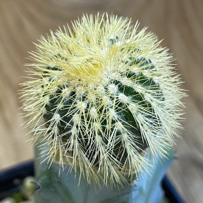 SH37828 Uebelmannia pectinifera v. eriocactoides, grafted
