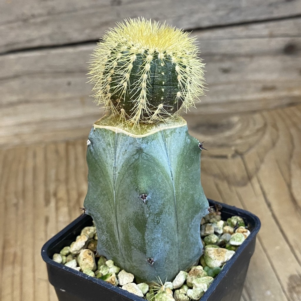 SH37828 Uebelmannia pectinifera v. eriocactoides, grafted - Image 2