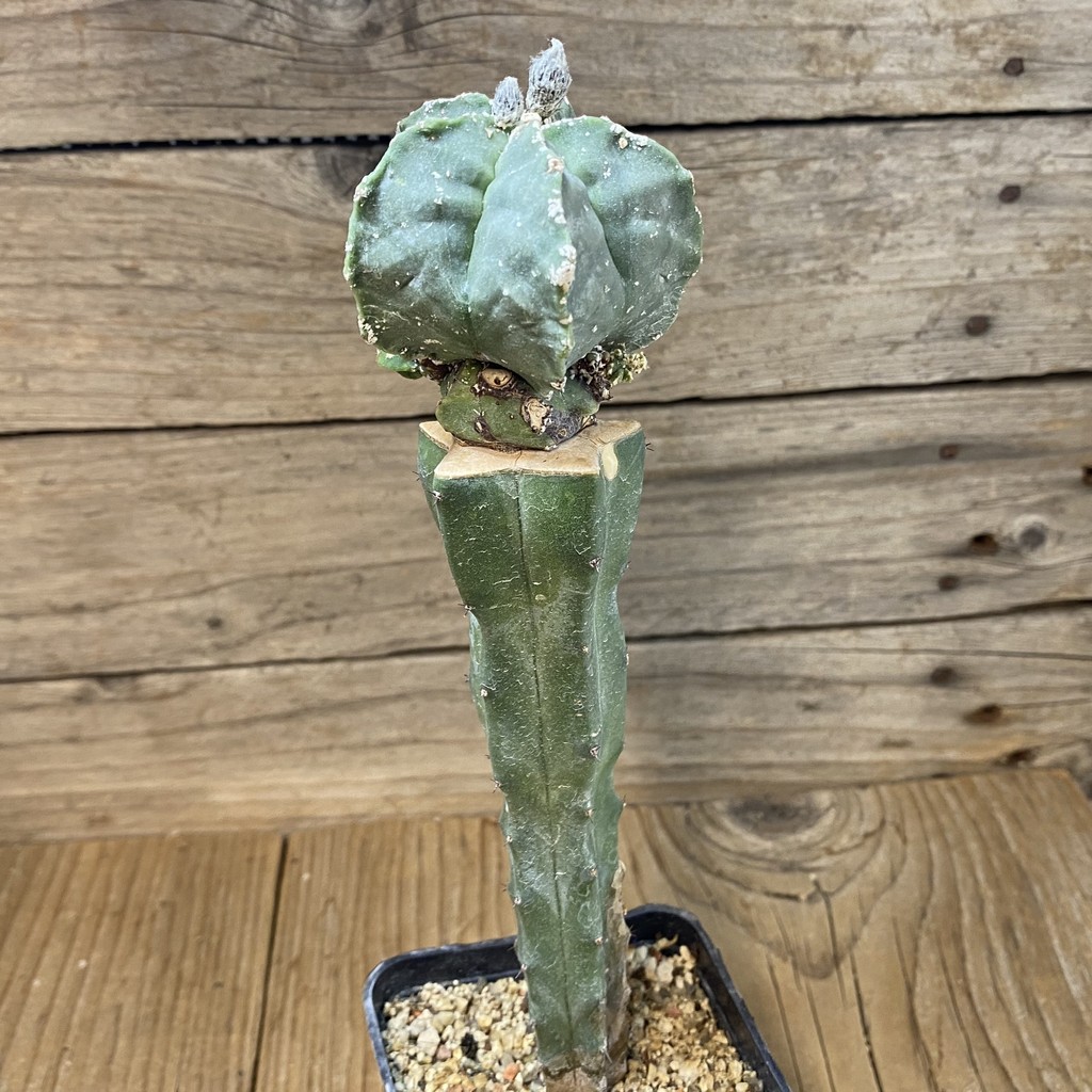 SH37799 Astrophytum myriostigma 'Kikko', grafted - Image 2