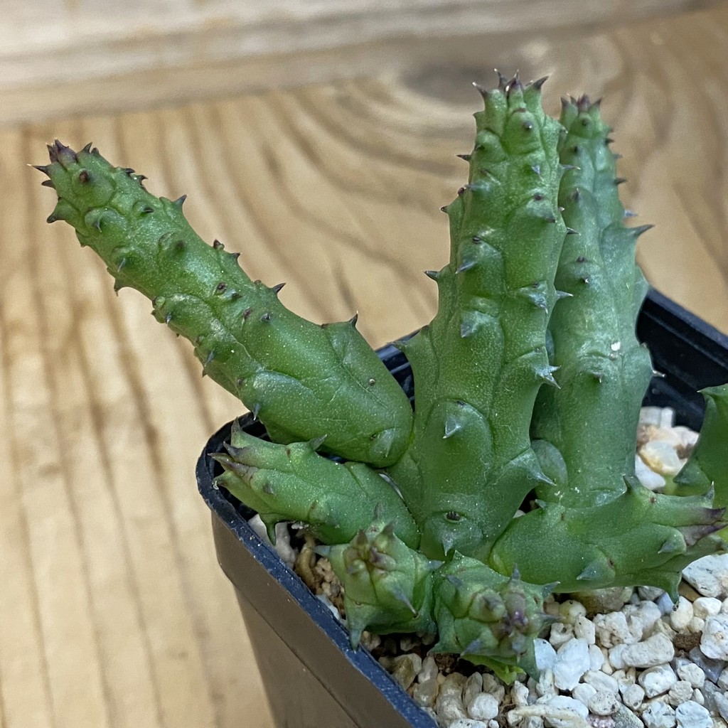 SH37832 Huernia hislopii