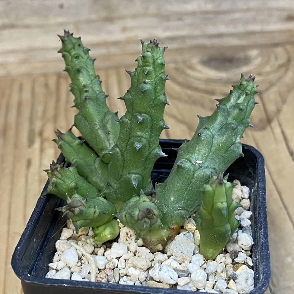 SH37832 Huernia hislopii - Image 2