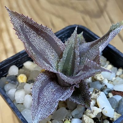 SH37833 Cryptanthus lacerdae 'Menescal'