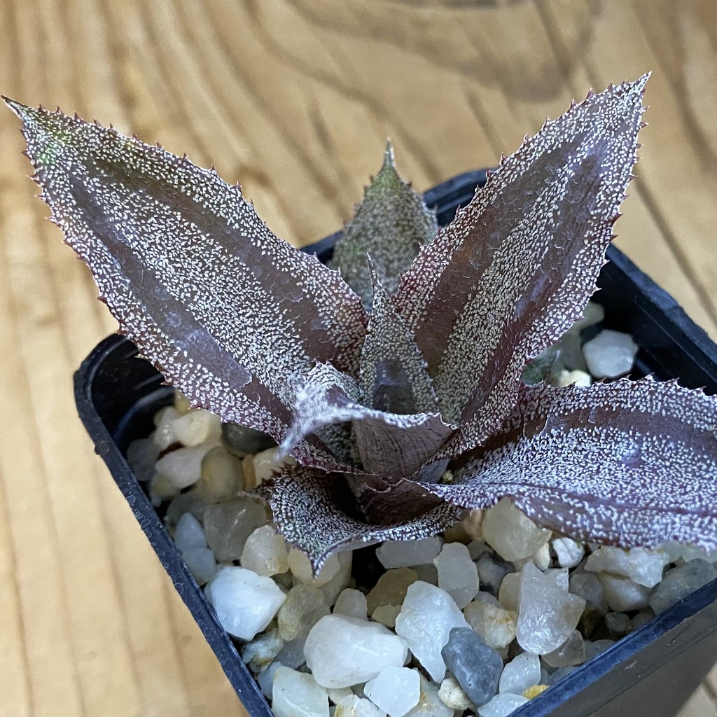 SH37834 Cryptanthus lacerdae 'Menescal'