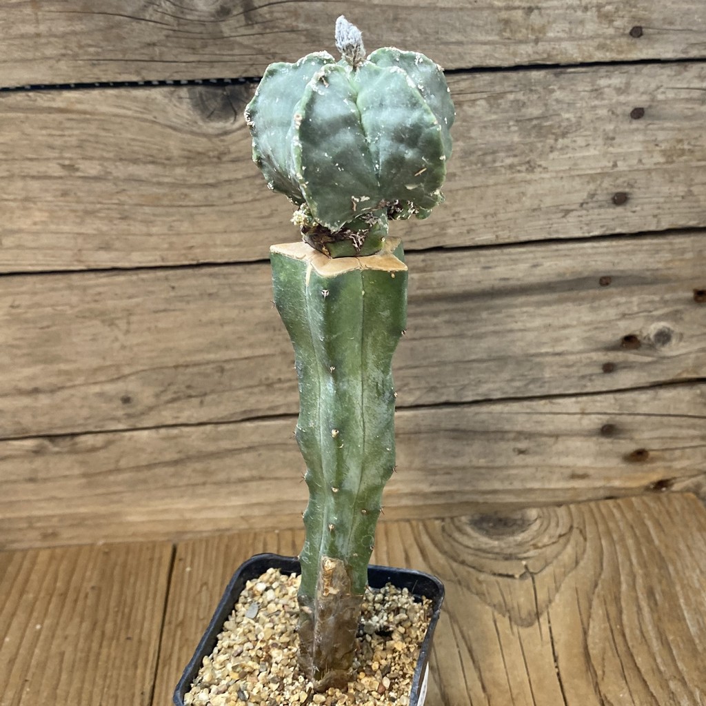 SH37799 Astrophytum myriostigma 'Kikko', grafted - Image 3