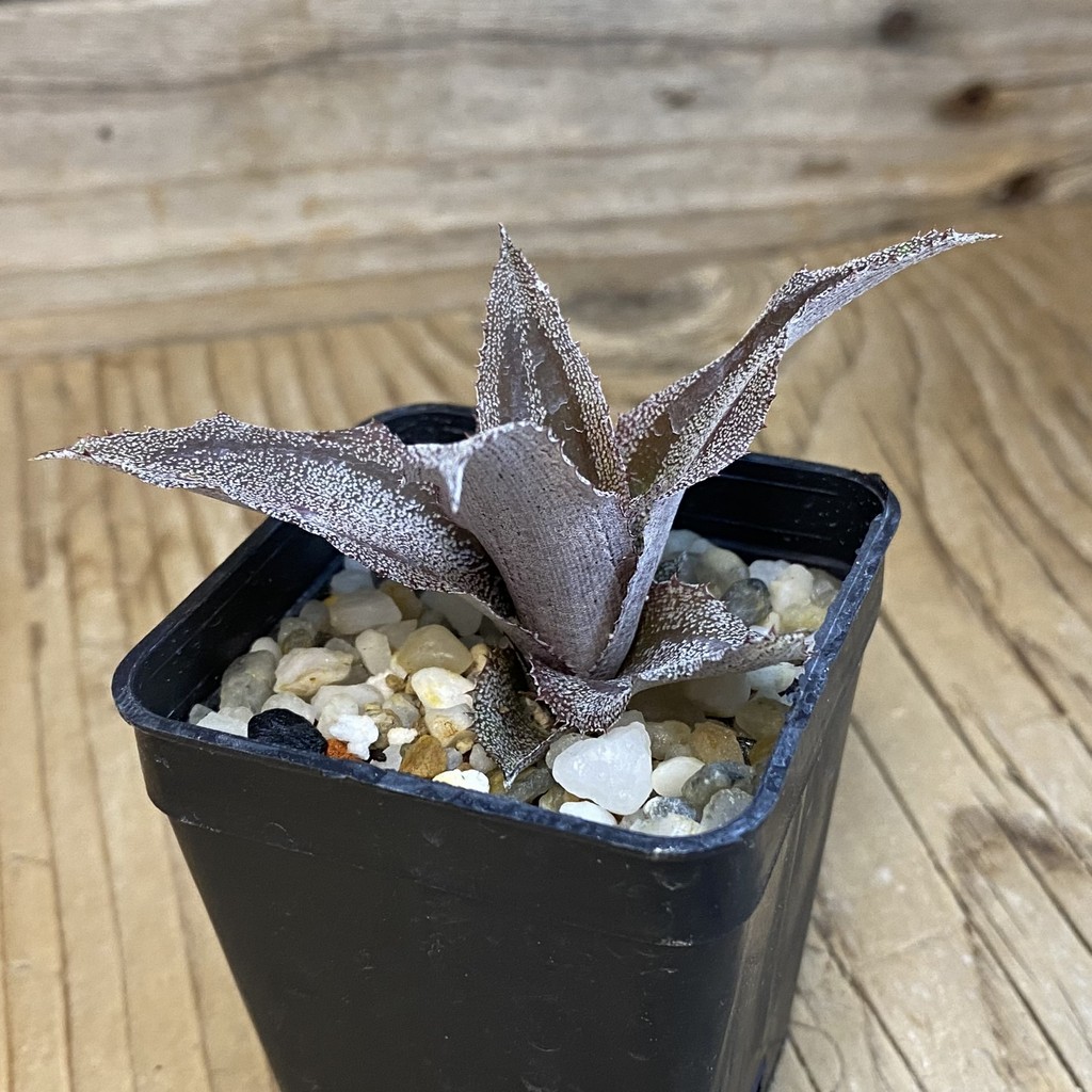 SH37834 Cryptanthus lacerdae 'Menescal' - Image 2