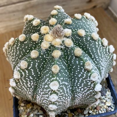 SH37835 Astrophytum capricorne x asterias, 15 years old