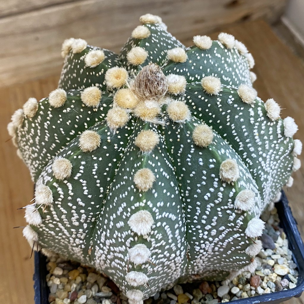 SH37835 Astrophytum capricorne x asterias, 15 years old