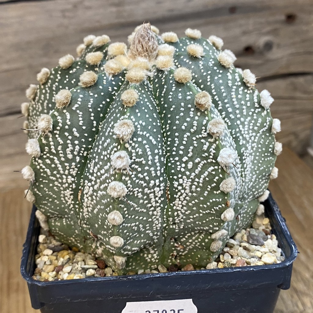 SH37835 Astrophytum capricorne x asterias, 15 years old - Image 2