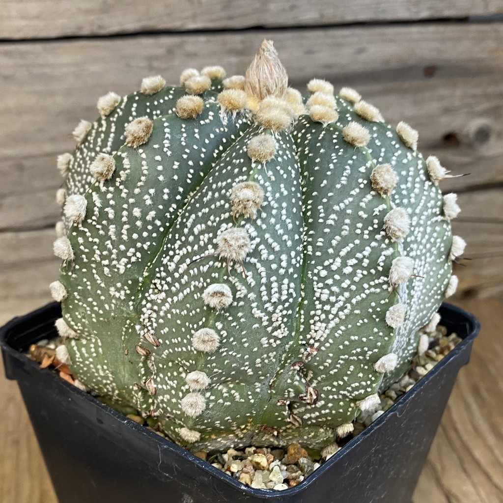 SH37835 Astrophytum capricorne x asterias, 15 years old - Image 3