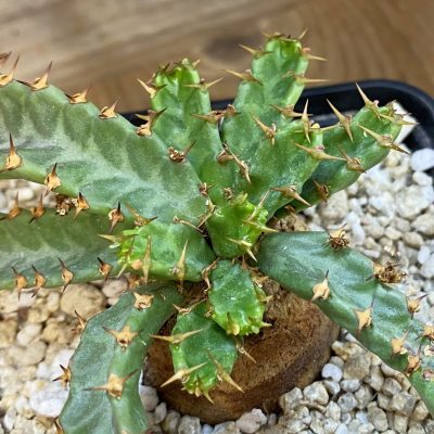SH37836 Euphorbia stellata