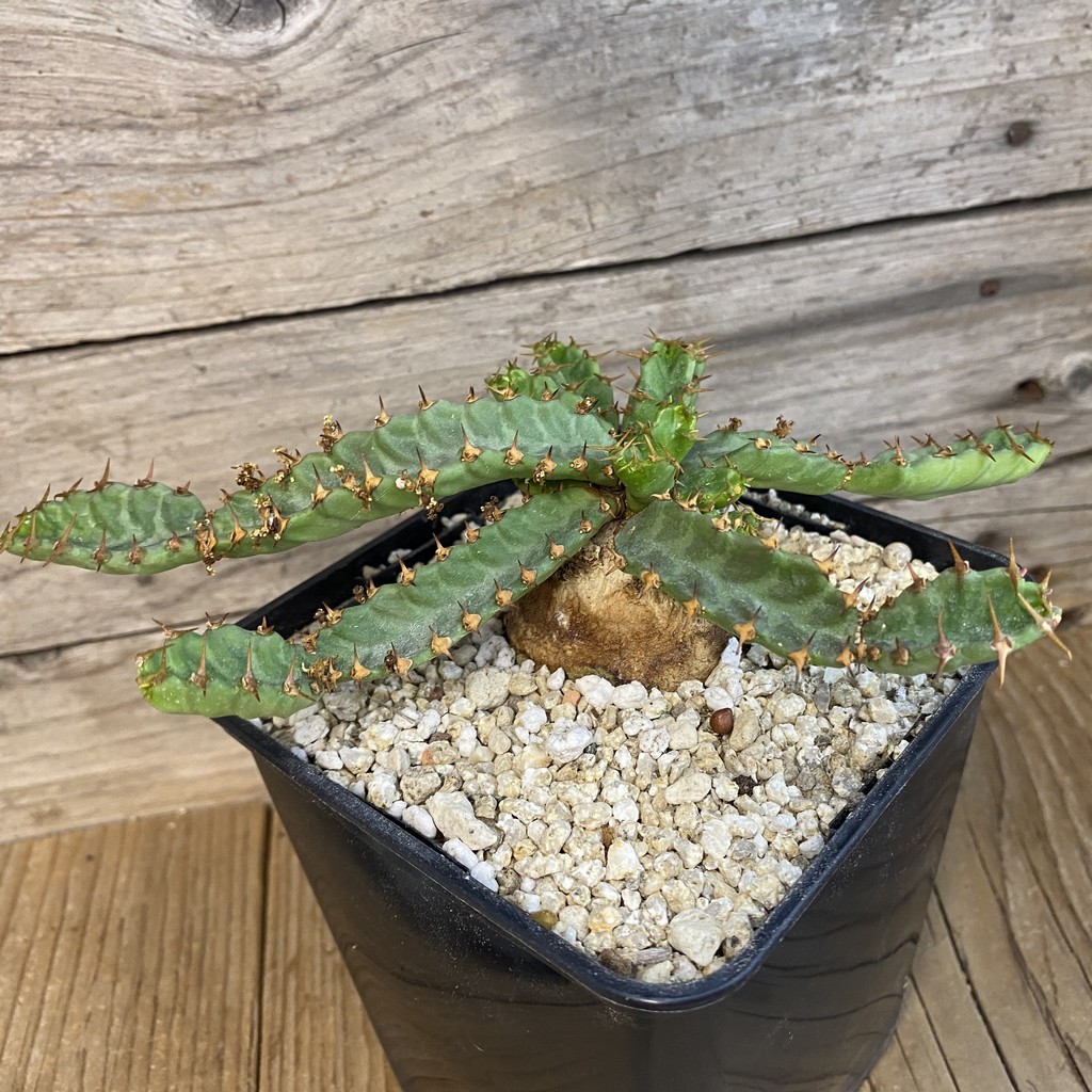 SH37836 Euphorbia stellata - Image 2