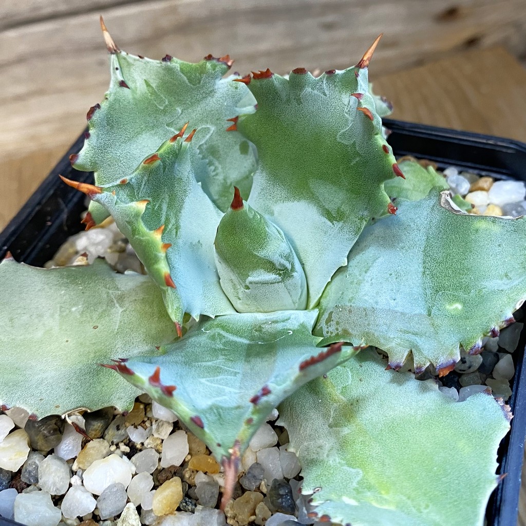 SH37837 Agave potatorum -Japan-