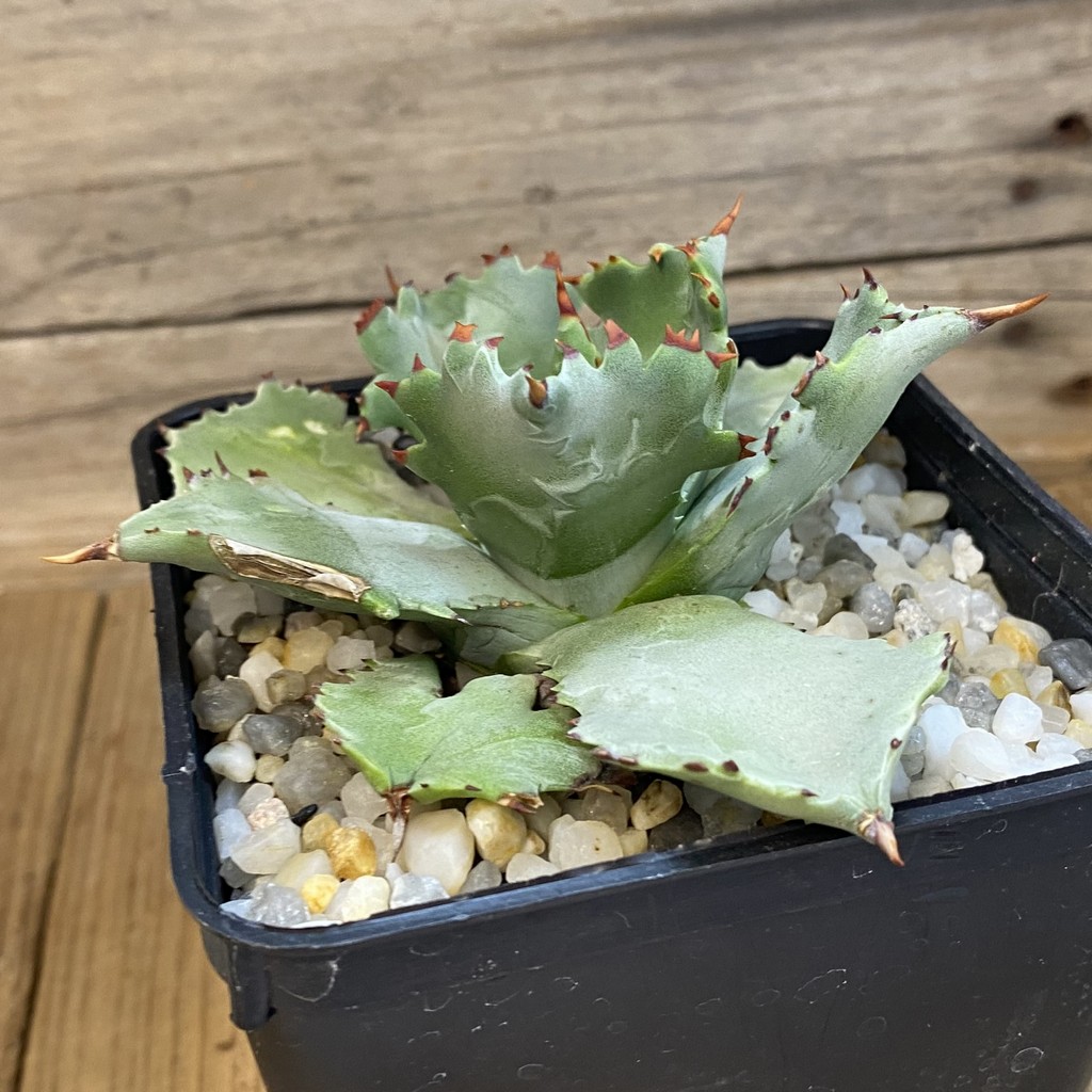 SH37837 Agave potatorum -Japan- - Image 2