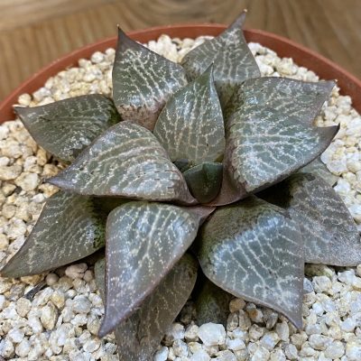 SH37838 Haworthia comptoniana -Hagiwara-, 10 years old