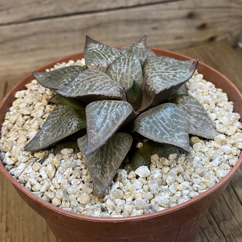 SH37838 Haworthia comptoniana -Hagiwara-, 10 years old - Image 2