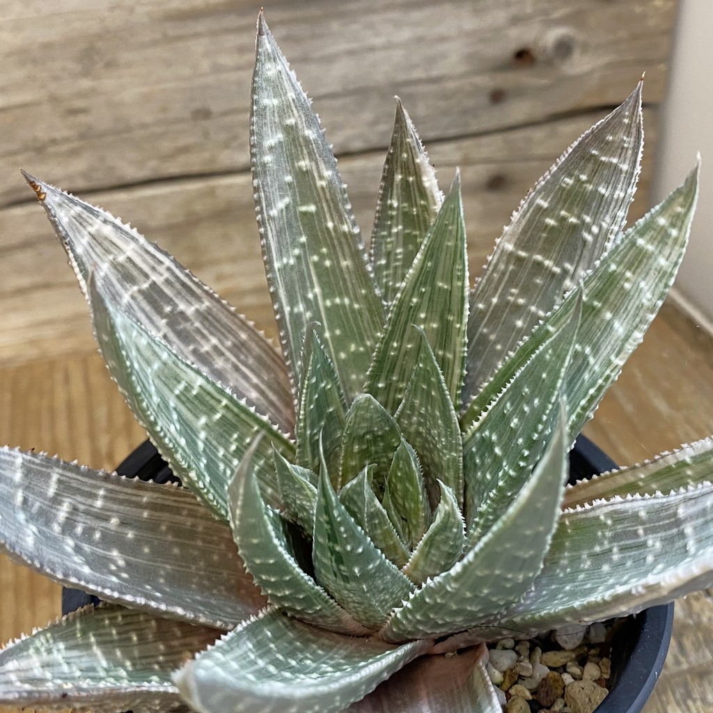 SH37839 Gasteraloe beguinii ‘Silver variegata’