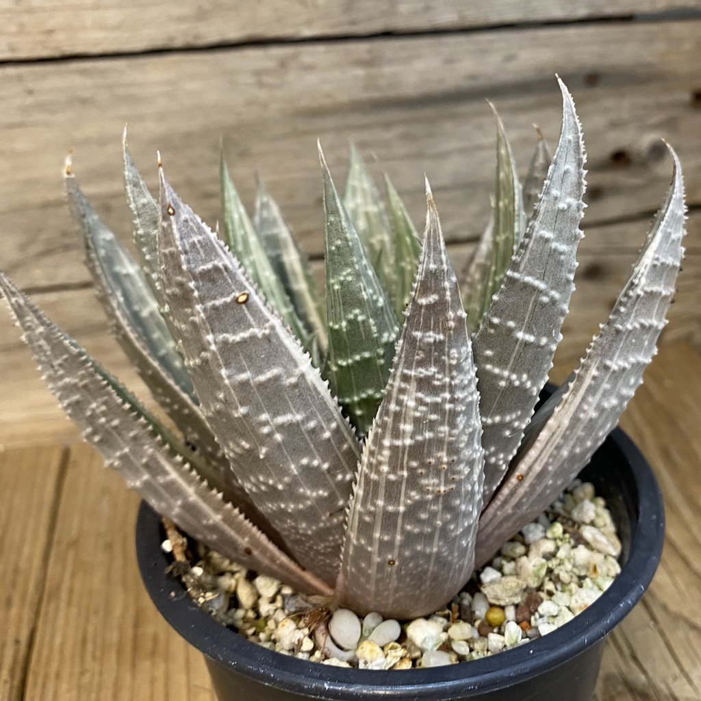 SH37839 Gasteraloe beguinii ‘Silver variegata’ - Image 2
