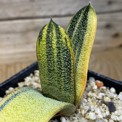SH37840 Gasteria batesiana f. variegata