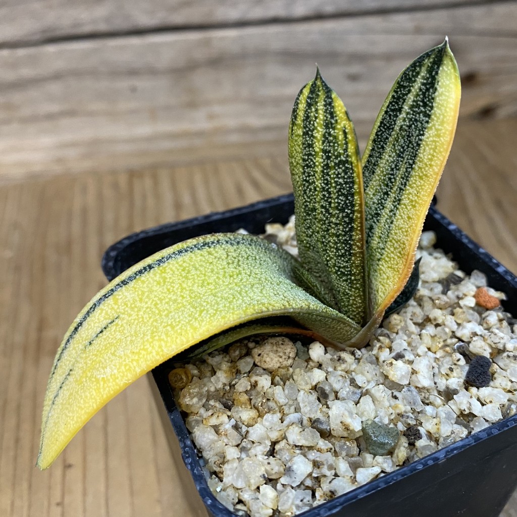 SH37840 Gasteria batesiana f. variegata - Image 2