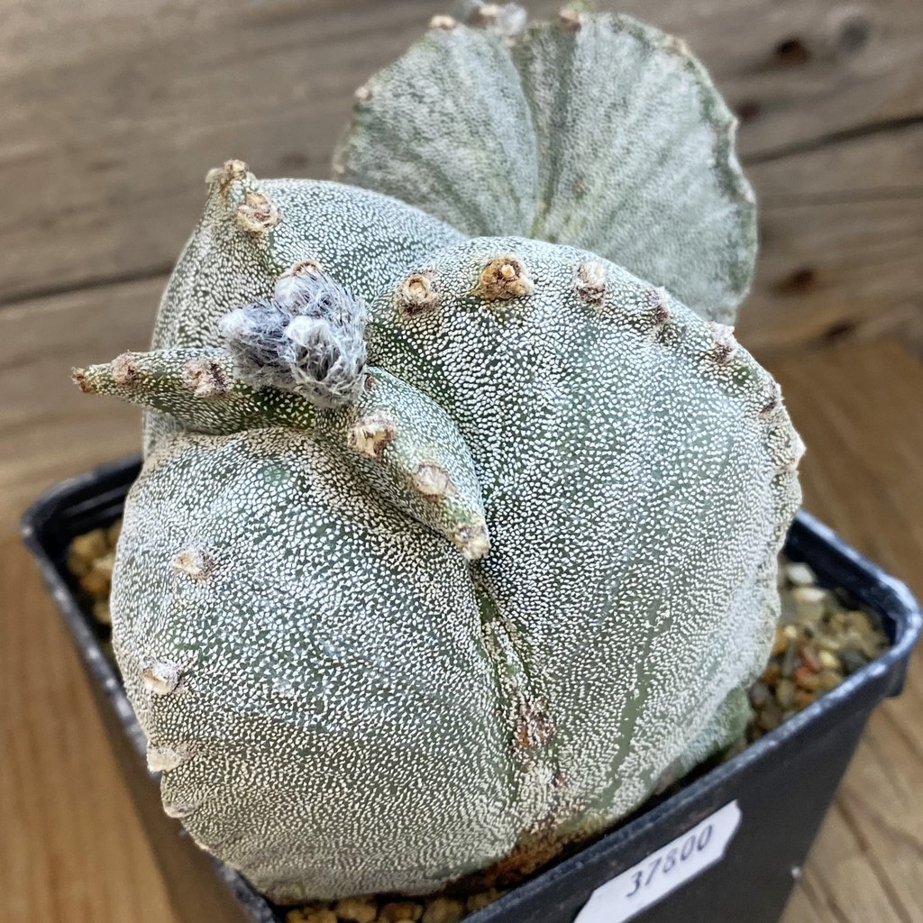 SH37800 Astrophytum myriostigma, 10 years old