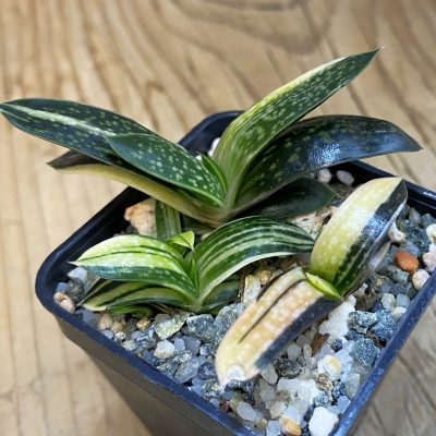 SH37841 Gasteria maculata f. variegata