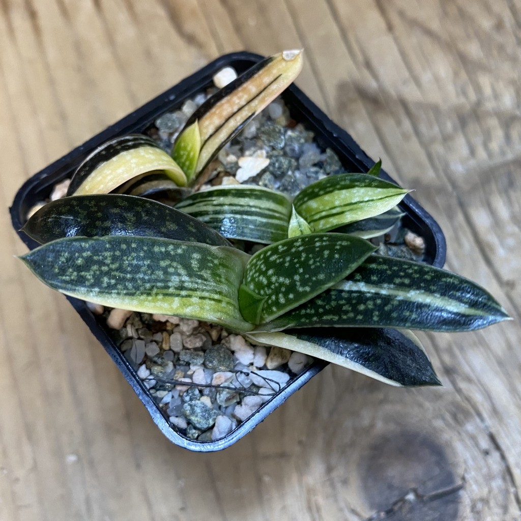 SH37841 Gasteria maculata f. variegata - Image 2