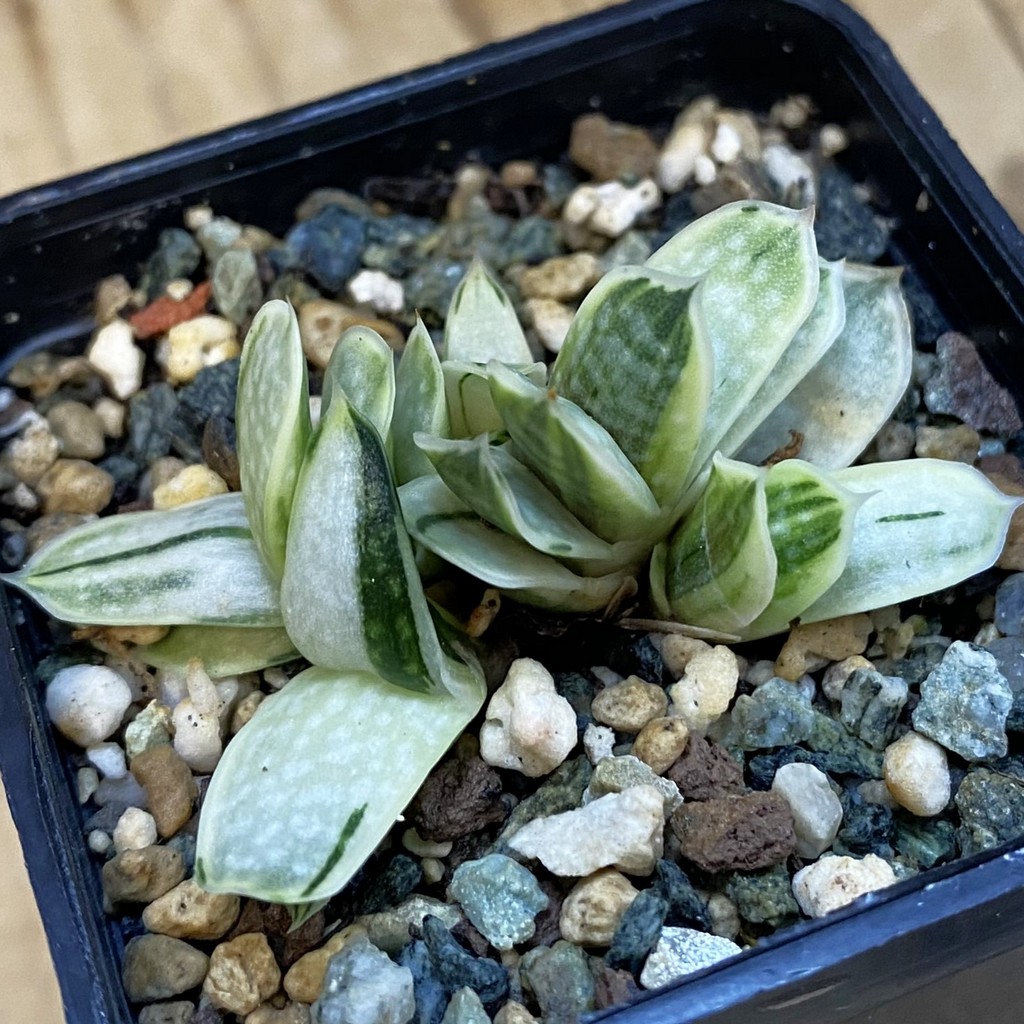SH37842 Gasteria nigricans marmorata f. variegata