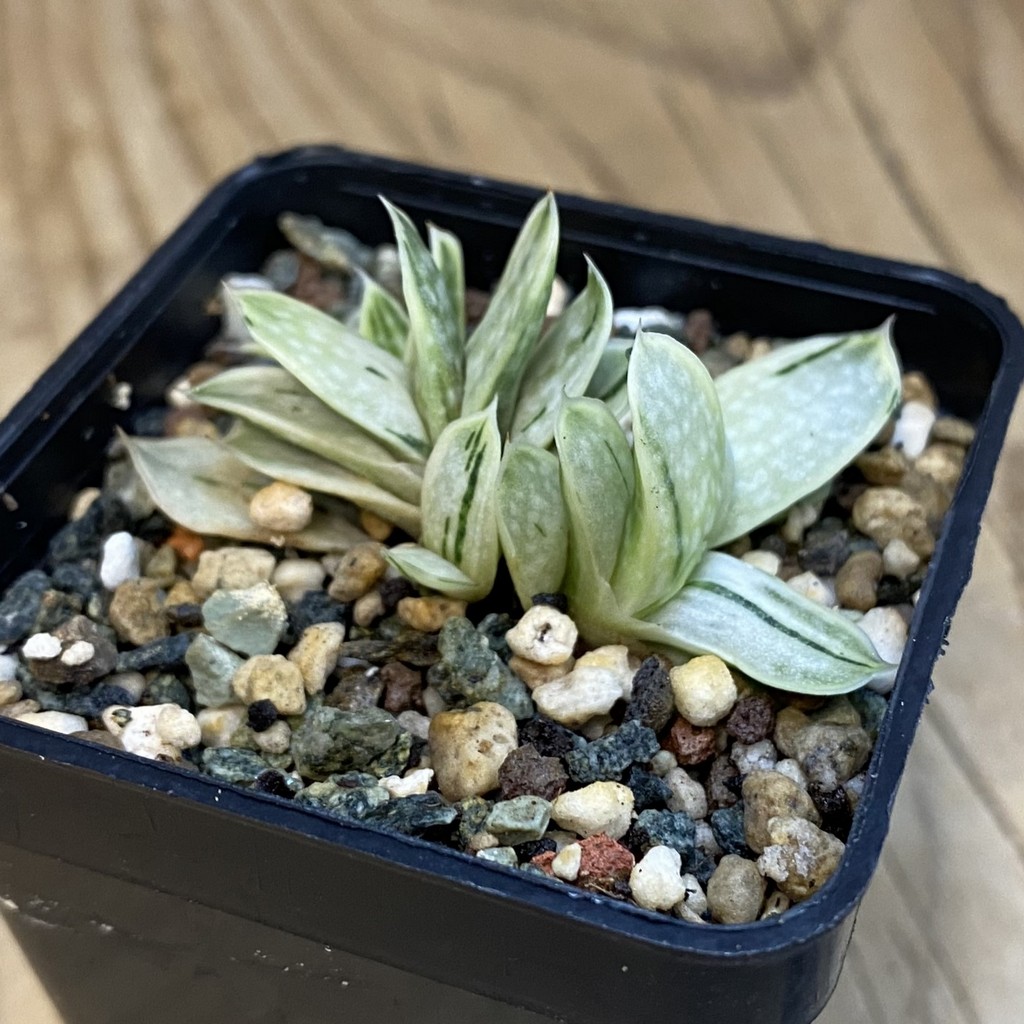 SH37842 Gasteria nigricans marmorata f. variegata - Image 2