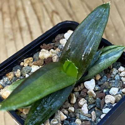 SH37843 Alworthia ‘Black Gem’ f. variegata