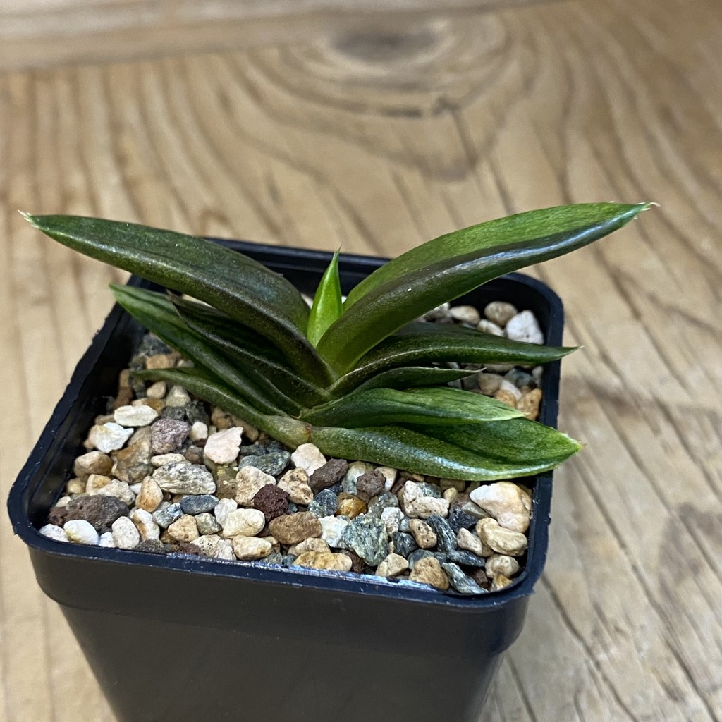 SH37843 Alworthia ‘Black Gem’ f. variegata - Image 2