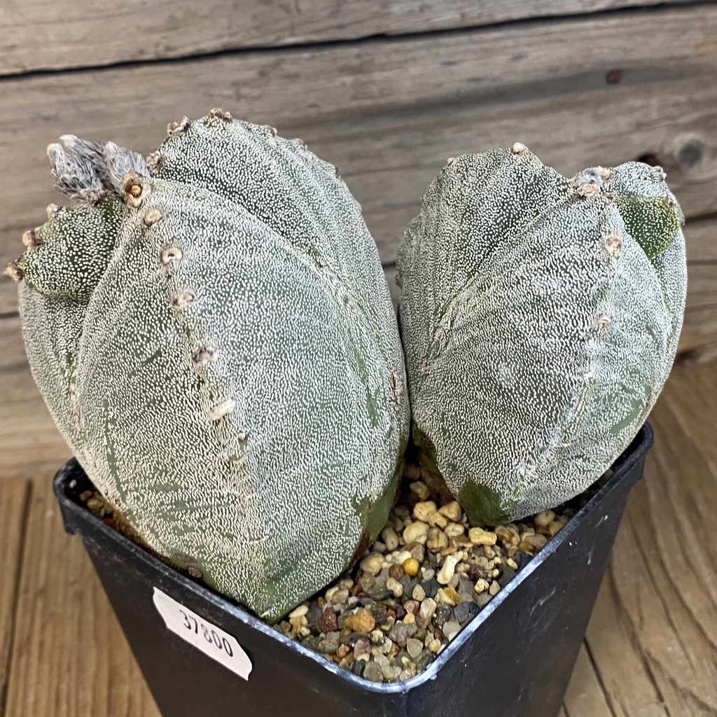 SH37800 Astrophytum myriostigma, 10 years old - Image 2
