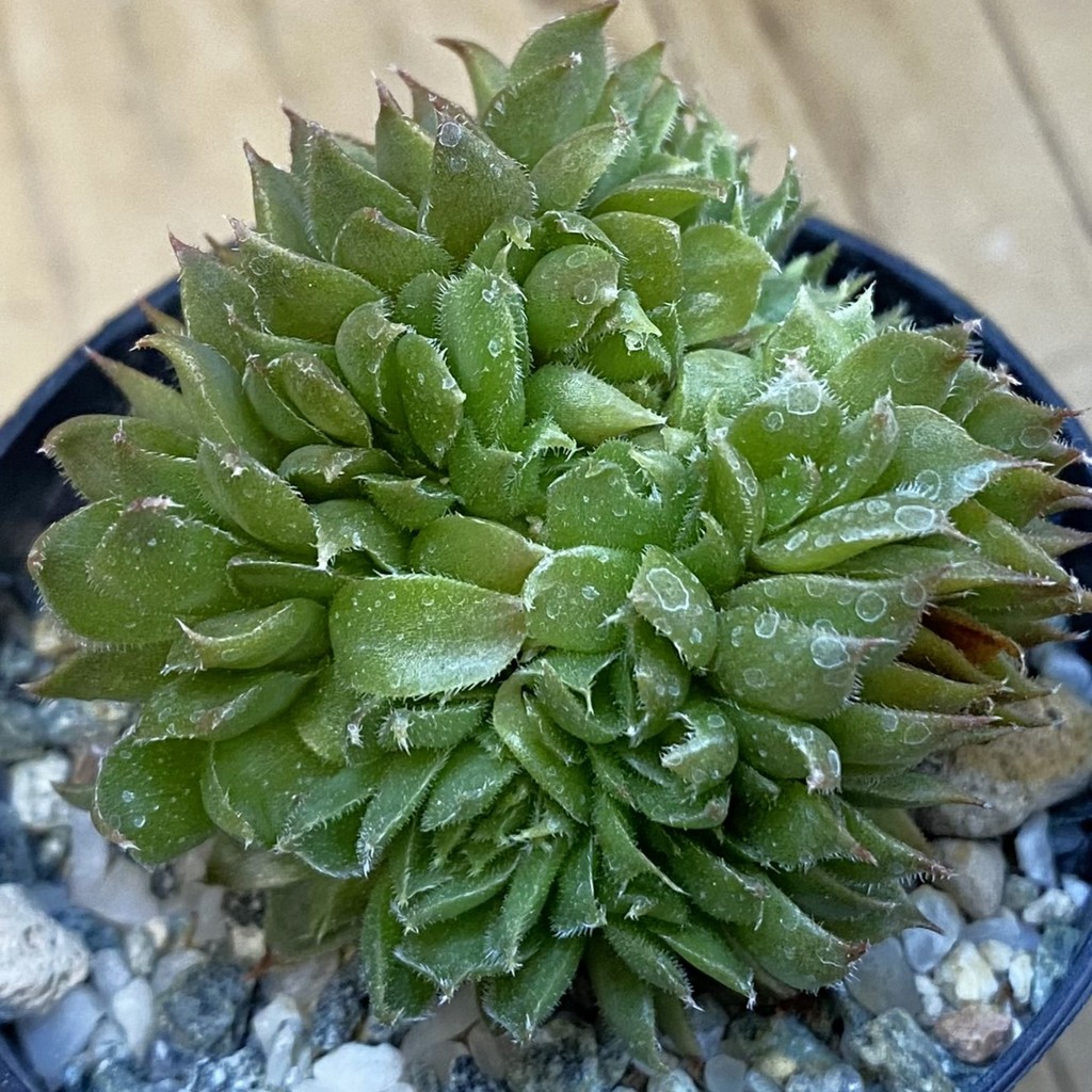 SH37844 Sempervivum f. cristata (cold-resistant)