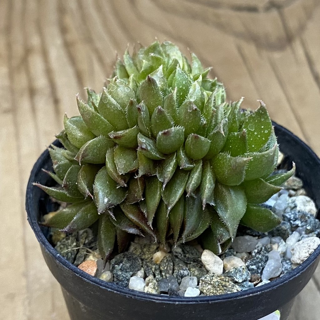 SH37844 Sempervivum f. cristata (cold-resistant) - Image 2