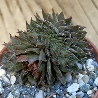 SH37845 Sempervivum f. cristata (cold-resistant)
