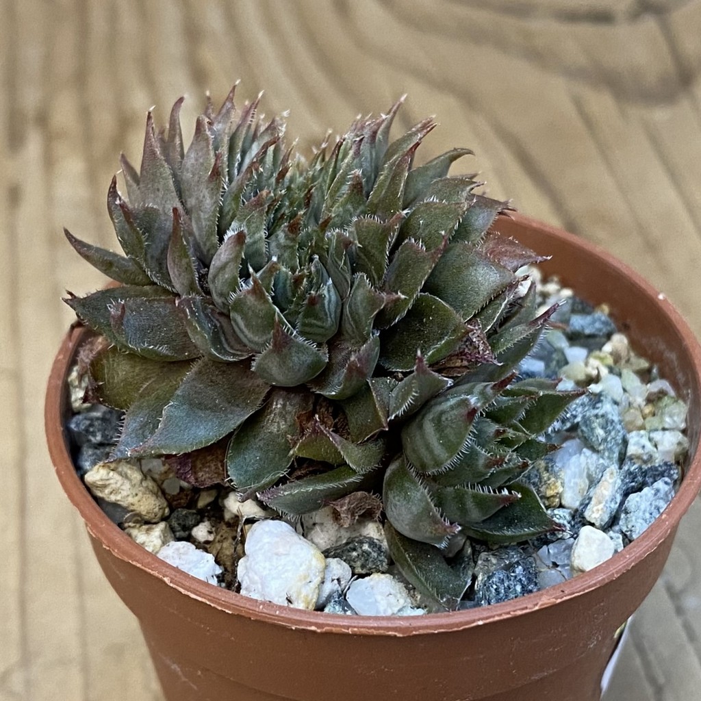 SH37845 Sempervivum f. cristata (cold-resistant) - Image 2