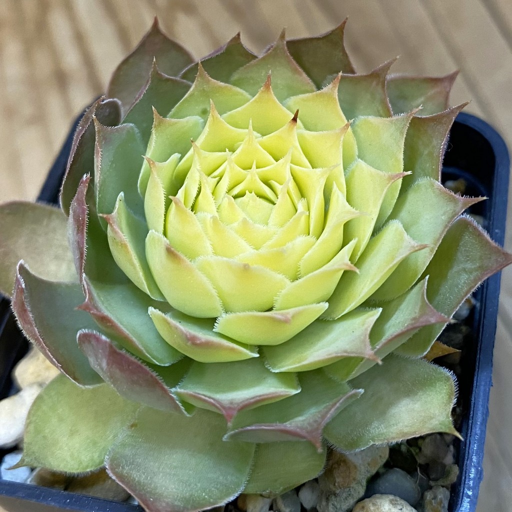 SH37846 Sempervivum 'Chick Charms' 'Gold Nugget' (cold-resistant)