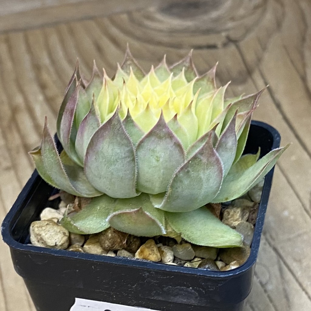 SH37846 Sempervivum 'Chick Charms' 'Gold Nugget' (cold-resistant) - Image 2