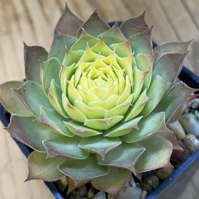 SH37847 Sempervivum 'Chick Charms' 'Gold Nugget'  (cold-resistant)