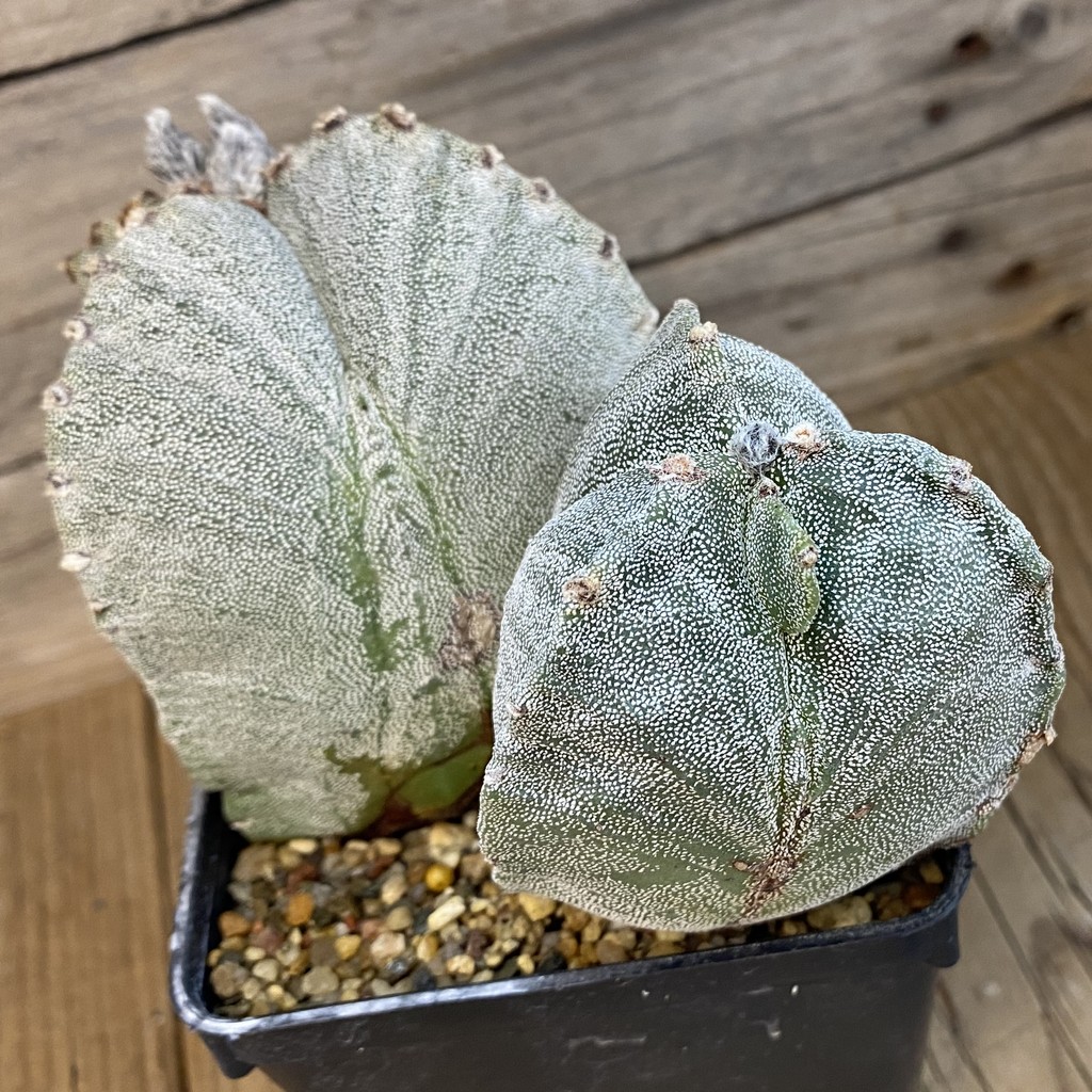 SH37800 Astrophytum myriostigma, 10 years old - Image 3